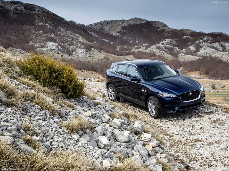 Un nuevo felino familiar