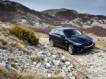 Un nuevo felino familiar