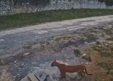 Captan un puma deambulando en zona habitacional de Santiago; suman dos avistamientos al sur de Nuevo León