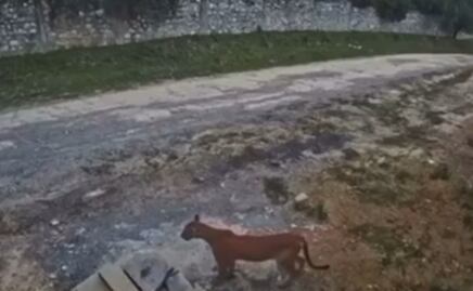 Captan un puma deambulando en zona habitacional de Santiago; suman dos avistamientos al sur de Nuevo León