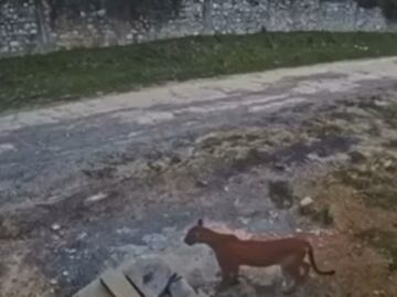 Captan un puma deambulando en zona habitacional de Santiago; suman dos avistamientos al sur de Nuevo León