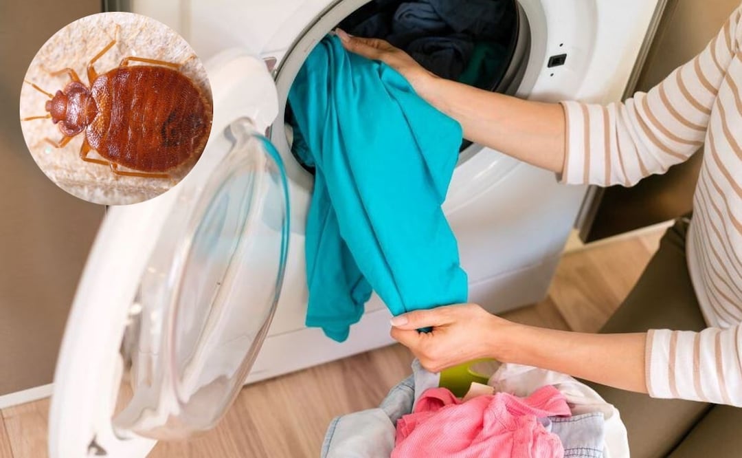 Revisar periódicamente la ropa y los espacios del hogar es fundamental para evitar plagas de chinches. Foto: Pexels