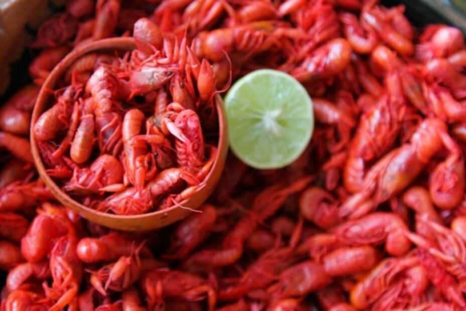 Fiesta de las Culturas Indígenas en CDMX muestra la diversidad cultural de la capital