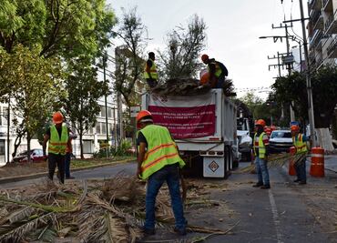 Detectan nuevos insectos en las palmeras muertas