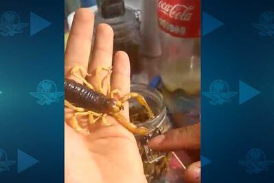 Disfrutan de brochetas de alacranes en Aguascalientes