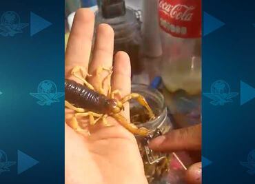 Disfrutan de brochetas de alacranes en Aguascalientes