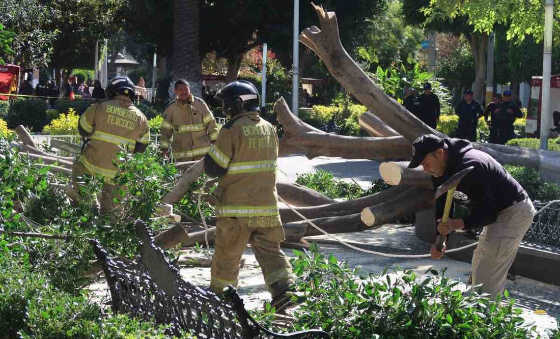Caída de árbol en Texcoco. Foto: Especial