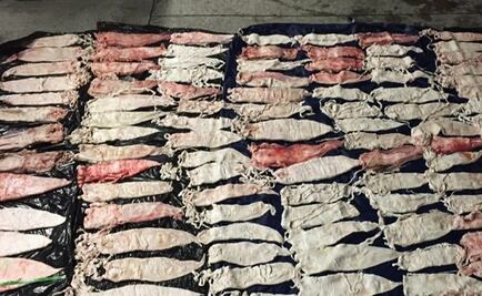 Detienen a sujeto con 121 buches de totoaba en Tijuana