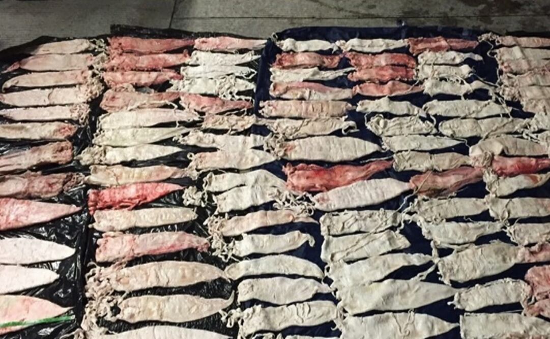 Foto: profepa.gob.mx  