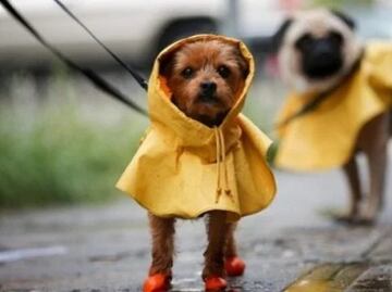 ¿Cómo proteger a tu mascota en temporada de lluvias según la UNAM?