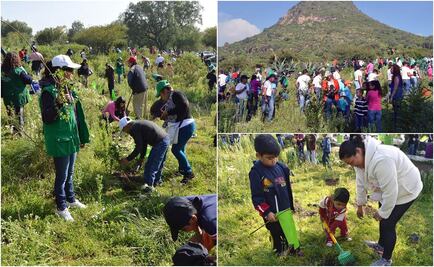 Reforestan la reserva ecológica Sierra de Guadalupe