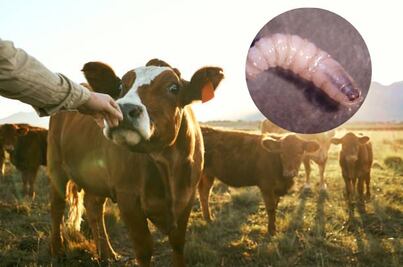 Freno de exportaciones ganaderas a EU por gusano barrenador tendrá pérdidas de millones de dólares; serán por 15 días