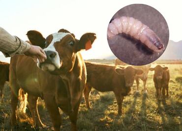 Freno de exportaciones ganaderas a EU por gusano barrenador tendrá pérdidas de millones de dólares; serán por 15 días
