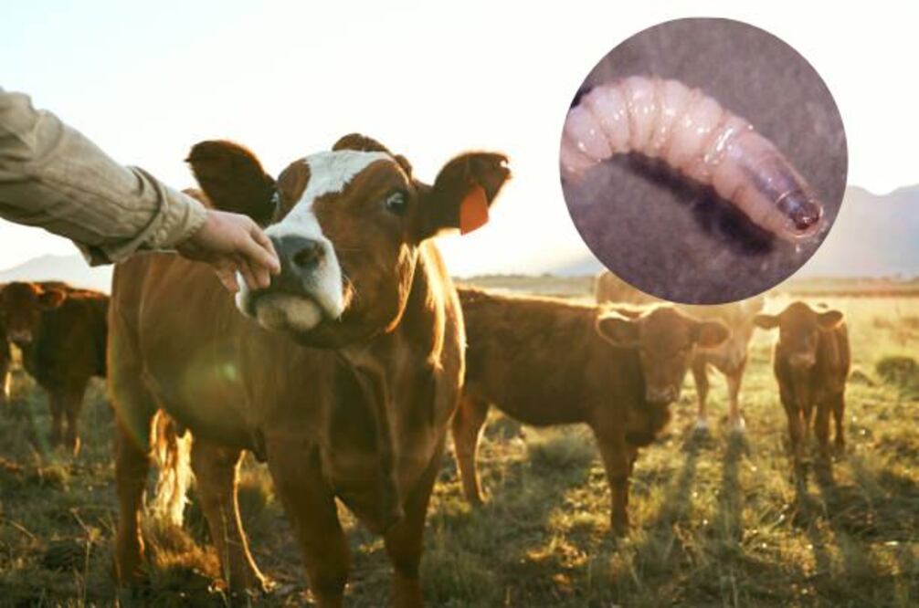 Foto: Istock/Secretaría de Agricultura y Desarrollo Rural