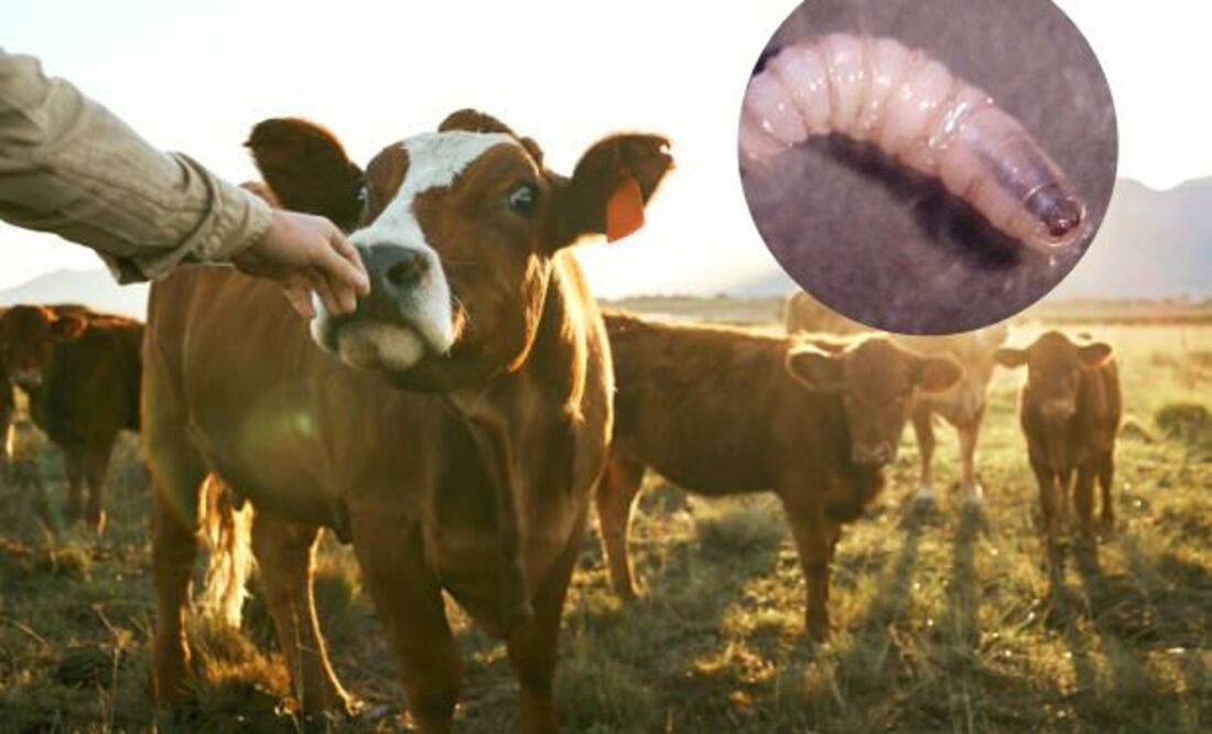 Los mil esfuerzos para contener al gusano y nada de nada