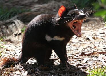 El demonio de Tasmania podría tener la clave contra tumores