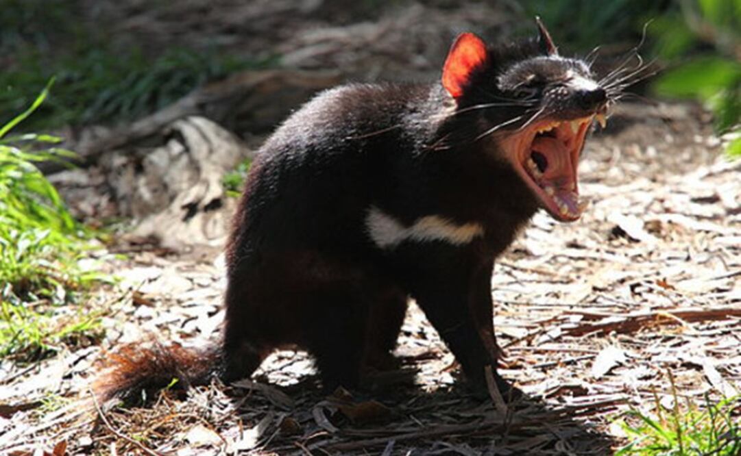Los demonios de Tasmania son los marsupiales carnívoros más grandes del mundo. Viven únicamente en esta región australiana. . Foto: SINC/ Chen Wu