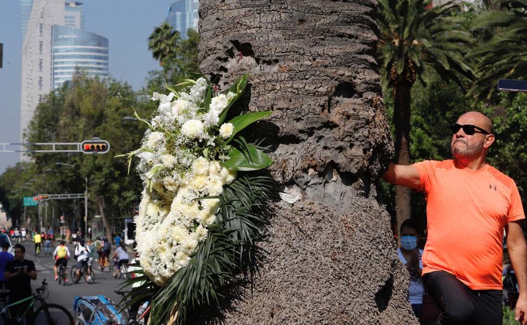 Este domingo capitalinos se despidieron de la palmerea de Reforma; será removida por la noche