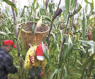 4T busca eliminar uso del glifosato