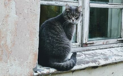 Hombre lanza un gato desde sexto piso en Costa Rica y evita prisión, a menos que vuelva a delinquir