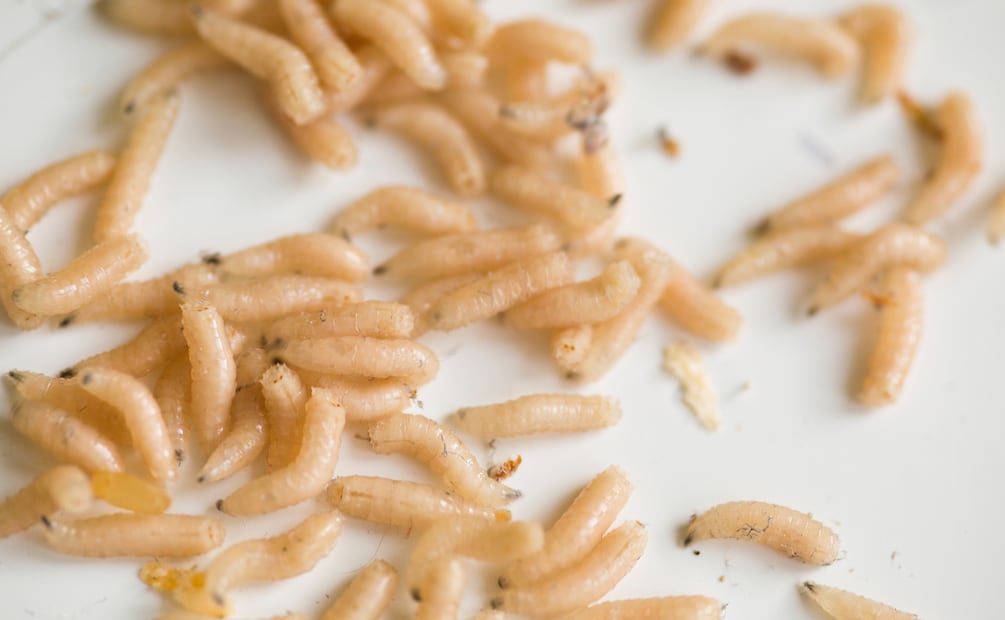 Su presencia indica que un insecto adulto depositó huevos en un área con restos orgánicos. Foto: Canva