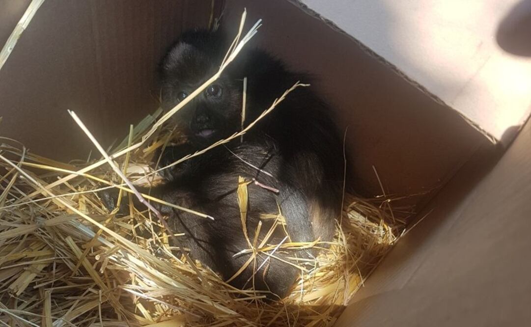 El animal era transportado en una caja de cartón (Foto: SSPCDMX)