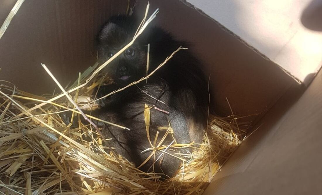 El animal era transportado en una caja de cartón (Foto: SSPCDMX)