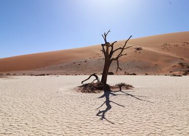 #TuFotoTuDestino El desierto donde encontrarás un bosque petrificado