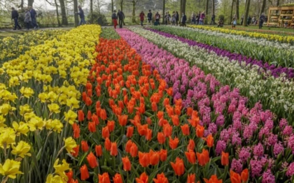 Ya abrió Keukenhof, el parque de tulipanes más espectacular de Holanda