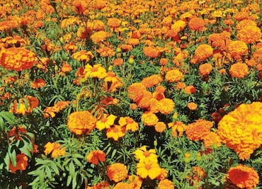 Covid no sepulta al Día de Muertos