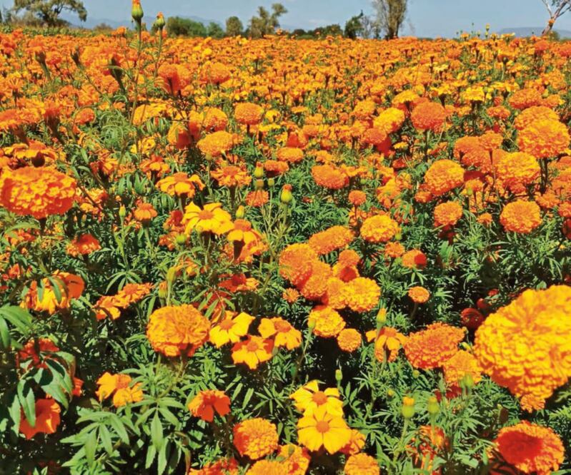Los campos Del Valle del Mezquital, en la zona de Tula, se llenan de cempasúchil esta temporada. FOTOS: DINORATH MOTA. EL UNIVERSAL