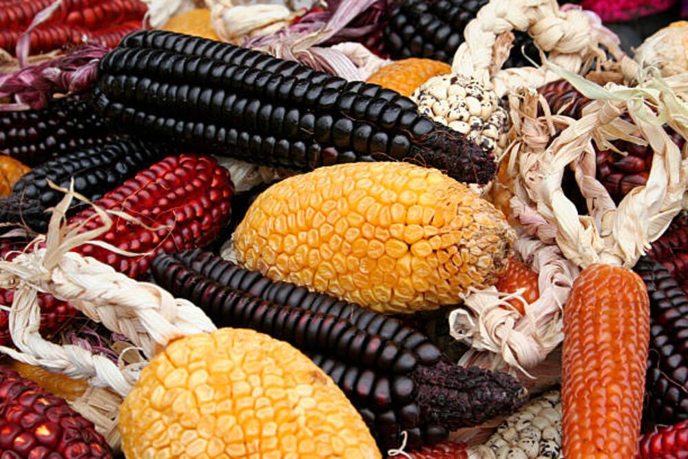 El maíz es un alimento base en la nutrición de los mexicanos. Foto: Tatiana Murcova / iStock