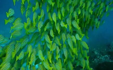 Calentamiento global lleva especies marinas a los polos