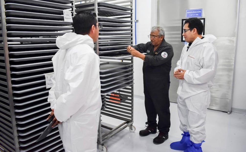 Liberan en Chihuahua primer lote de 2.5 millones de moscas estériles contra gusano barrenador. Foto: Senasica