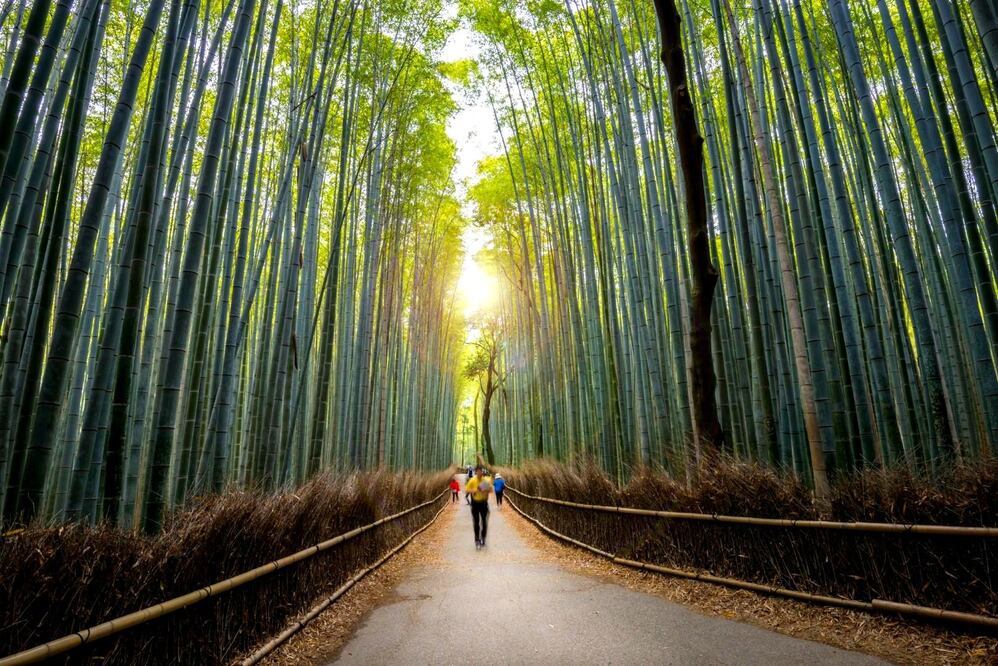 Los bambús de Sagano se elevan hasta 20 metros de altura.