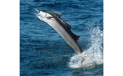 Pez vela "apuñala" a una mujer en Florida