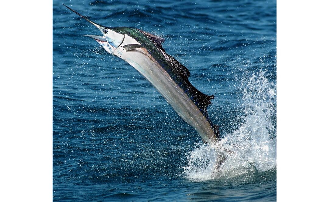 Foto: Archivo EL UNIVERSAL