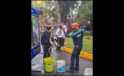 Hallan una serpiente en una escuela en la Gustavo A. Madero; policías la resguardan en una cubeta