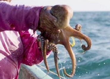 En 10 años, esta es la peor temporada de pesca en Yucatán