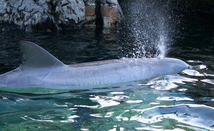 Detectan primer caso de gripe aviar en una marsopa en Suecia