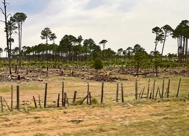 Tala ilegal amenaza a la Sierra Tarahumara