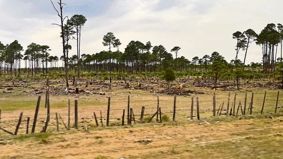 Tala ilegal amenaza a la Sierra Tarahumara. Foto: Especial