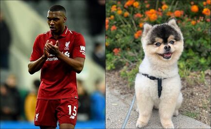 Daniel Sturridge tiene de vuelta a su perrito “Lucci” 