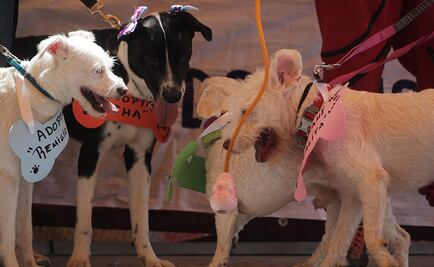 Los perros pueden entender el significado de las palabras 