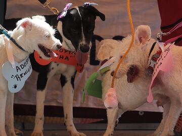 Los perros pueden entender el significado de las palabras