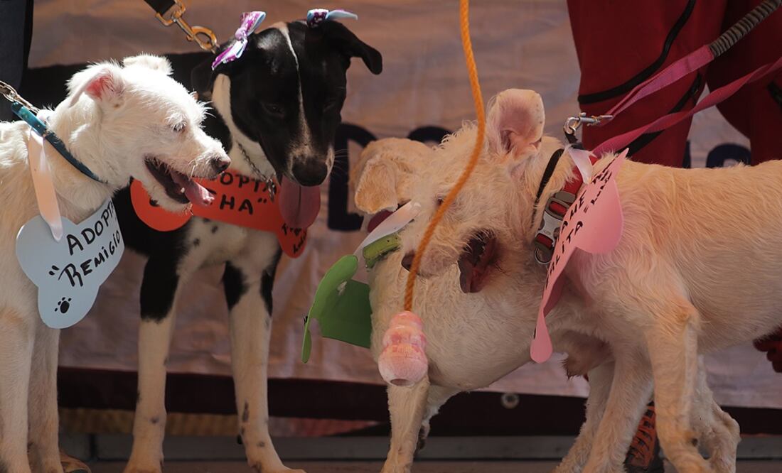 El perro mantiene una sociedad con el ser humano desde hace miles de años. (FOTO: Archivo/EL UNIVERSAL)