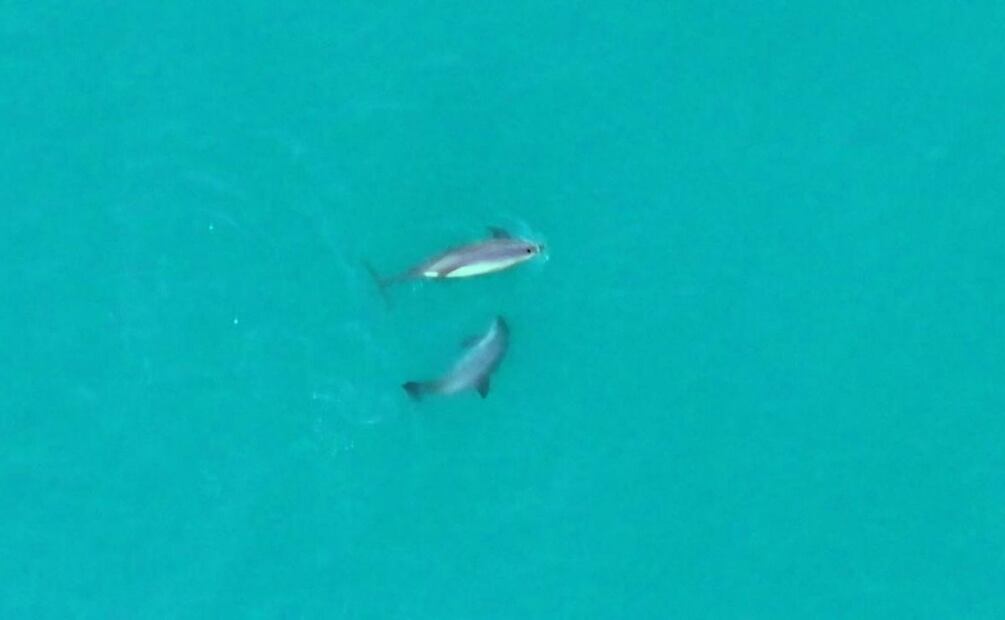 Confirman avistamiento de vaquitas marinas en el Golfo de California (29/10/2025). Foto: Especial / Conanp y Sea Shepherd