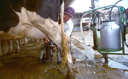 Ganaderos piden regulación en productos lácteos