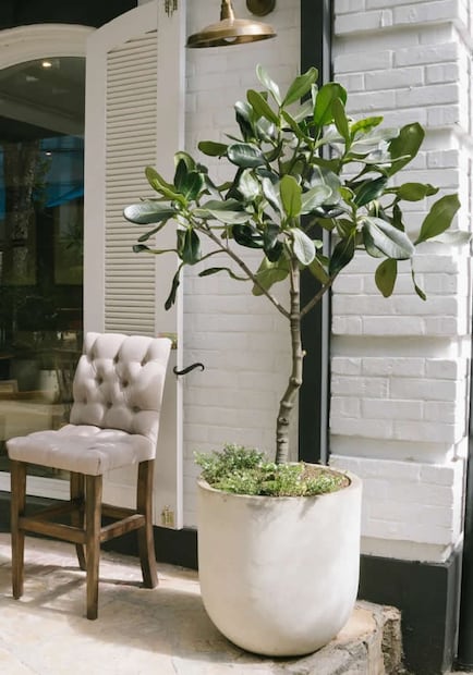 Árbol del caucho. Foto: Pistilo y Gracia