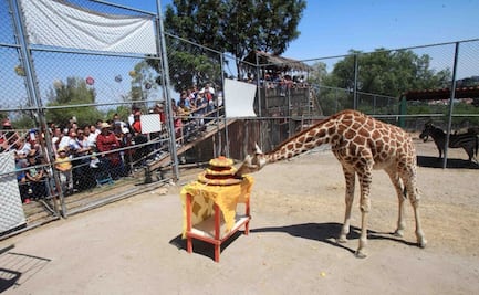 Jirafa Guga murió en parque ecológico de Ecatepec por causas naturales, reporta gobierno municipal